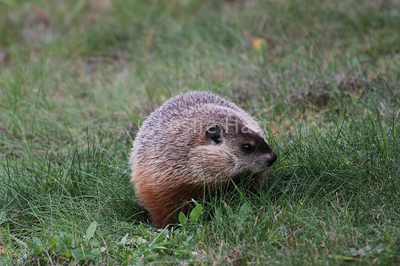 IMG_2842
